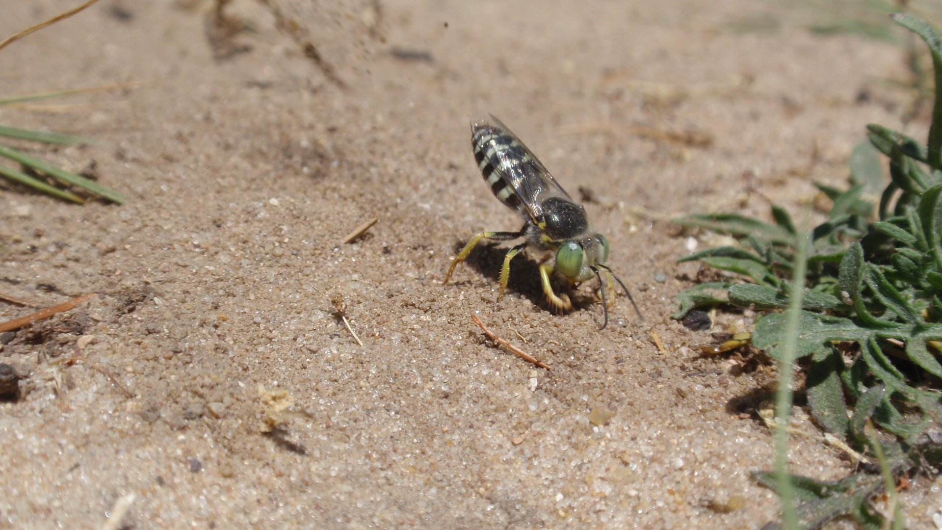 Sand wasps